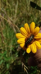 Astylus vittaticollis