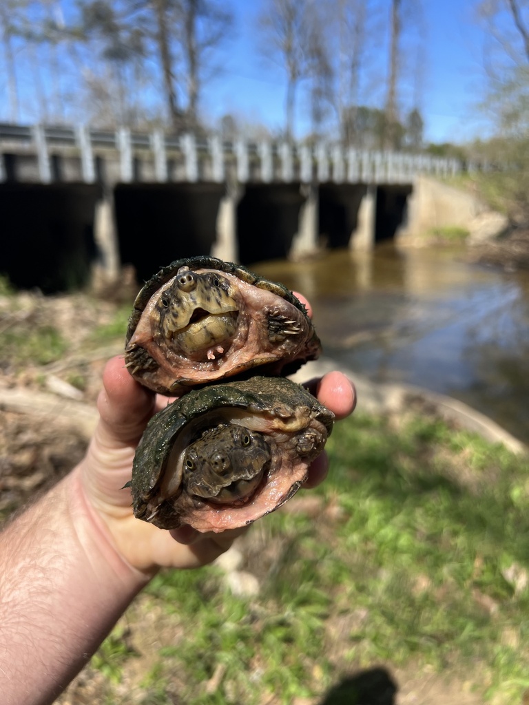 Stripe-necked Musk Turtle in March 2024 by Seamus O'Brien · iNaturalist