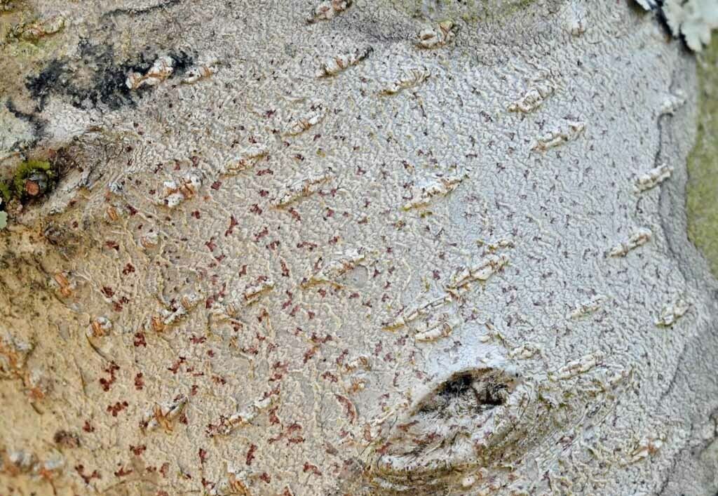 Coniarthonia