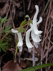 Corydalis angustifolia