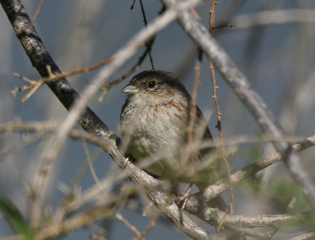 Cassin's Sparrow