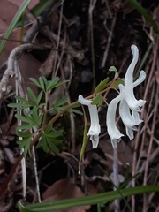 Corydalis angustifolia