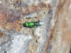 Chrysura