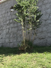Dunalia