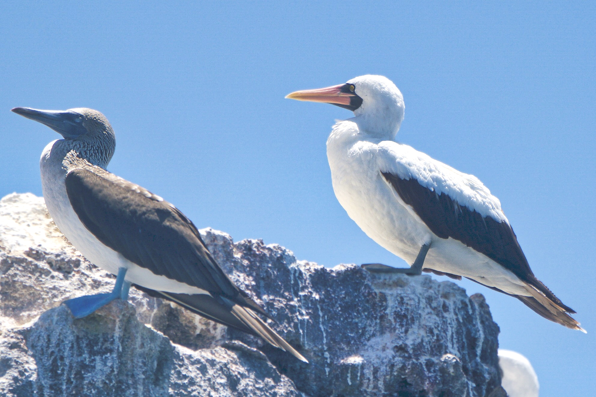 Nazca Booby illustration