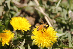 Apis mellifera