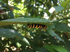 Methona confusa confusa