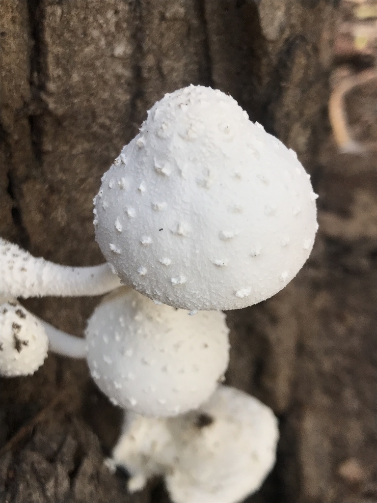 Leucocoprinus cretaceus · March 2024 · photo: © tutitah (iNaturalist, cc0)