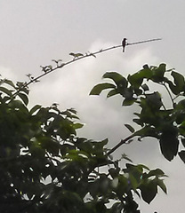 Hirundo aethiopica