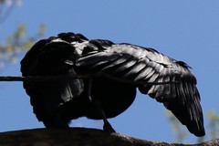 Corvus corax