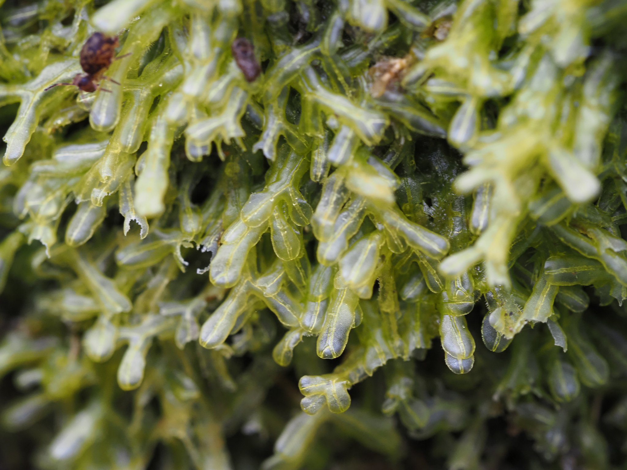 Metzgeria conjugata