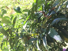 Methona confusa confusa