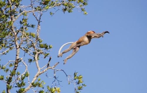 Proboscis Monkey, photo 8 of 10