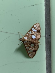 Glyphodes canthusalis