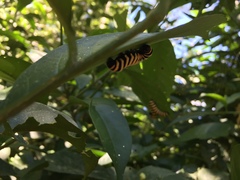 Methona confusa confusa