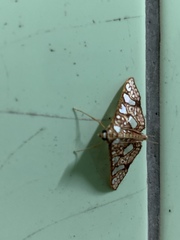 Glyphodes canthusalis
