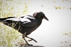 Corvus corax