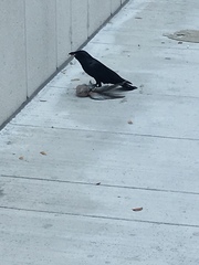 Streptopelia decaocto