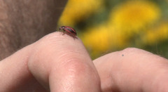 Paranaemia vittigera