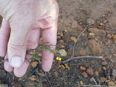 Aspalathus bracteata