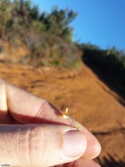 Aspalathus bracteata