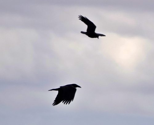Common Raven photographed in Nebraska