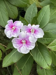 Impatiens sodenii image