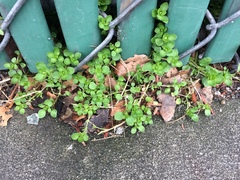 Stellaria