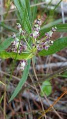 Asclepias longifolia