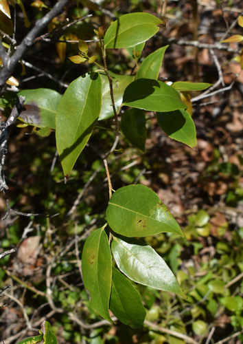 Scolopia braunii observed 2023-12-28