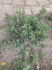 Loropetalum