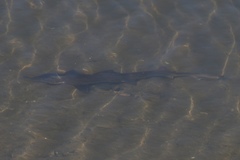 Mustelus