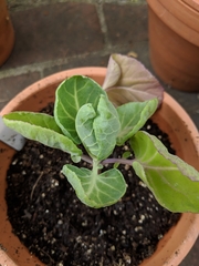 Brassica oleracea gemmifera