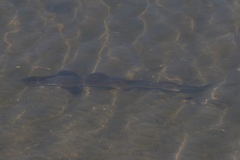 Mustelus