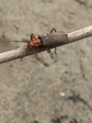 Pacificanthia consors