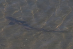 Mustelus