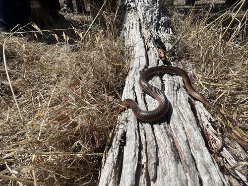 Black-naped Hooded Snake sighting