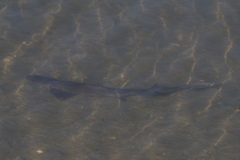 Mustelus