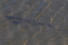 Mustelus