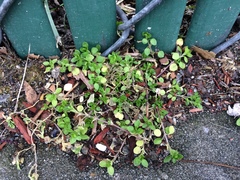 Stellaria