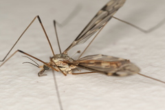 Tipula rufina
