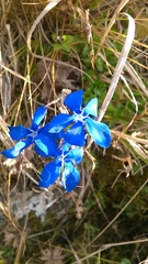 Gentiana bavarica bavarica