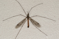 Tipula rufina