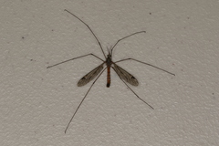 Tipula rufina