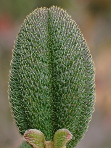 Image of Brachyotum ledifolium by (c) Nolan Exe, some rights reserved (CC BY)