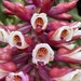 Elleanthus smithii - Photo (c) alpineflora, algunos derechos reservados (CC BY-NC)