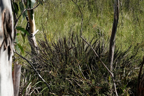 Image of Gahnia subaequiglumis by (c) Max Campbell, some rights reserved (CC BY)