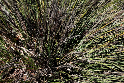 Image of Gahnia subaequiglumis by (c) Max Campbell, some rights reserved (CC BY)