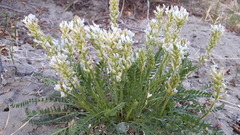 Oxytropis borealis