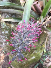 Aechmea mexicana